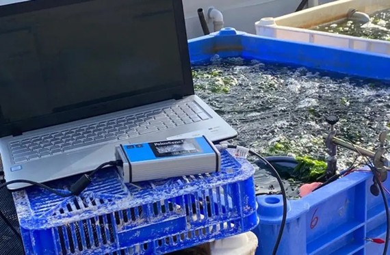 Dùng rong biển phát điện - Ảnh 1.