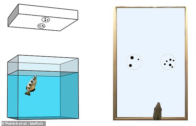 Lo&agrave;i c&aacute; n&agrave;y c&oacute; thể ph&acirc;n biệt được số lớn, số b&eacute; - Ảnh 5.