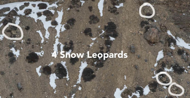 Góc tinh mắt: Đố bạn tìm được con báo tuyết trong những hình này - Ảnh 12.