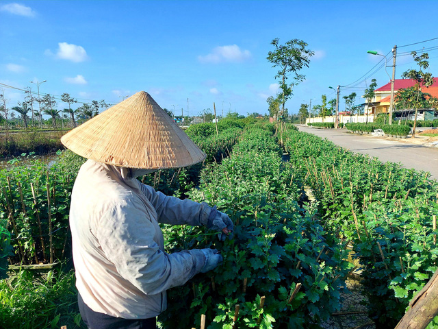 Việc nhẹ lương cao từ nghề ‘ngắt hoa, bẻ nụ’ những ngày giáp Tết - Ảnh 7.