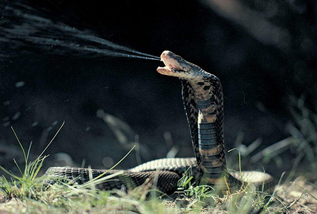 Vì sao một số loài rắn lại tiến hóa để phun ra nọc độc? - Ảnh 9.