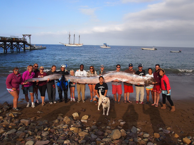 Không có vảy, nhầy và cực kỳ hiếm: Cá Oarfish, báu vật của biển sâu - Ảnh 2.