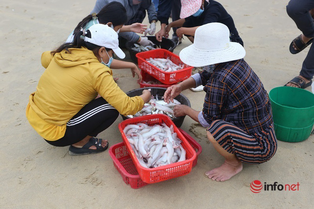 Trúng mùa cá khoai, ngư dân xứ Quảng thu nhập tiền triệu mỗi ngày - Ảnh 10.