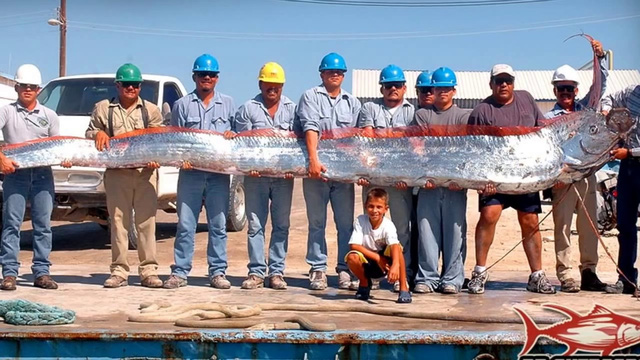 Không có vảy, nhầy và cực kỳ hiếm: Cá Oarfish, báu vật của biển sâu - Ảnh 6.