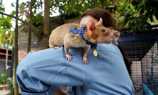 Chú chuột dò mìn anh hùng ở Campuchia đã qua đời ở tuổi 8 - Ảnh 2.