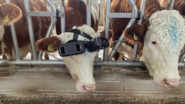Bắt bò đeo tai nghe VR để lừa chúng thấy đồng cỏ xanh tươi - Ảnh 3.