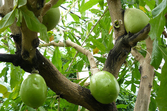 Đố bạn quả gì: Nhìn giống quả bòng nhưng bổ ra chẳng thấy múi, phần ruột đặc trắng muốt khiến dân mạng cực tò mò - Ảnh 5.