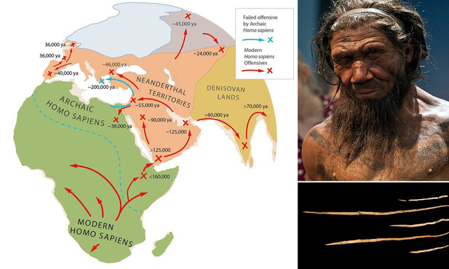 Người Neanderthal có bộ não lớn hơn người Homo sapiens, vậy làm thế nào mà người Homo sapiens đã đánh bại họ? - Ảnh 6.