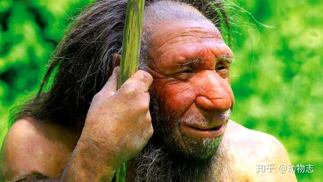 Người Neanderthal có bộ não lớn hơn người Homo sapiens, vậy làm thế nào mà người Homo sapiens đã đánh bại họ? - Ảnh 7.