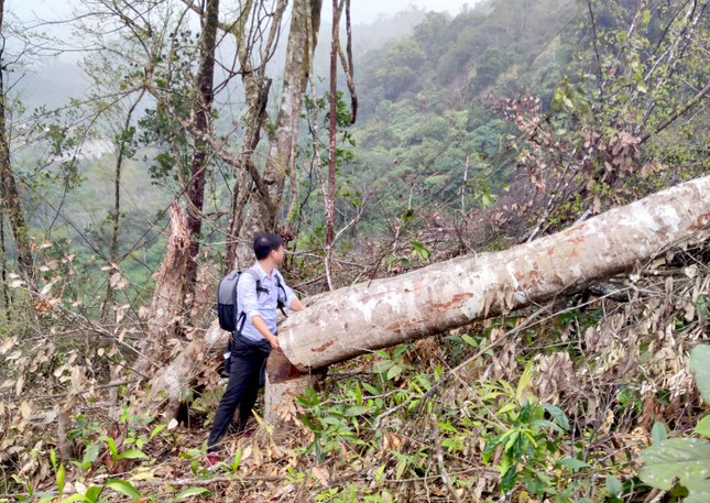 Xót xa hình ảnh khoảng rừng bị cạo trọc, cây đốn hạ ngổn ngang ở Kon Tum - Ảnh 1.