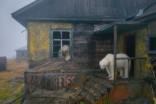 Gấu Bắc Cực cai trị những ngôi nhà bỏ hoang trên hòn đảo Kolyuchin, Nga - Ảnh 1.