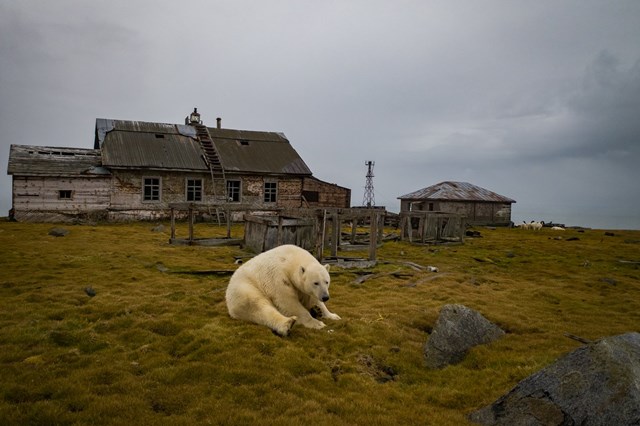 Gấu Bắc Cực cai trị những ngôi nhà bỏ hoang trên hòn đảo Kolyuchin, Nga - Ảnh 2.