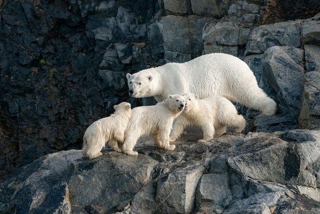 Gấu Bắc Cực cai trị những ngôi nhà bỏ hoang trên hòn đảo Kolyuchin, Nga - Ảnh 3.