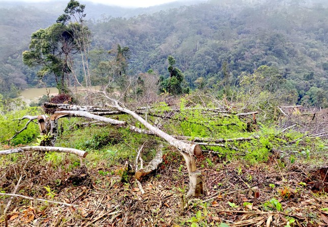 Xót xa hình ảnh khoảng rừng bị cạo trọc, cây đốn hạ ngổn ngang ở Kon Tum - Ảnh 5.