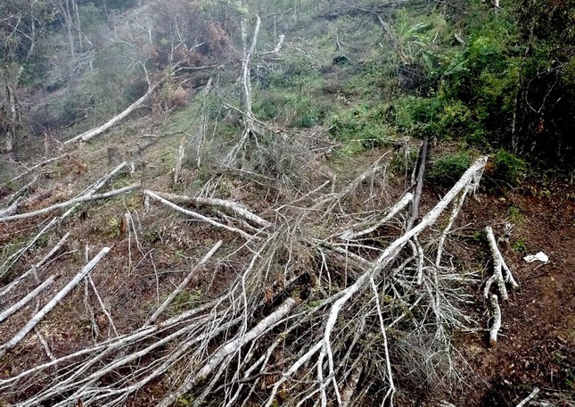 Xót xa hình ảnh khoảng rừng bị cạo trọc, cây đốn hạ ngổn ngang ở Kon Tum - Ảnh 6.