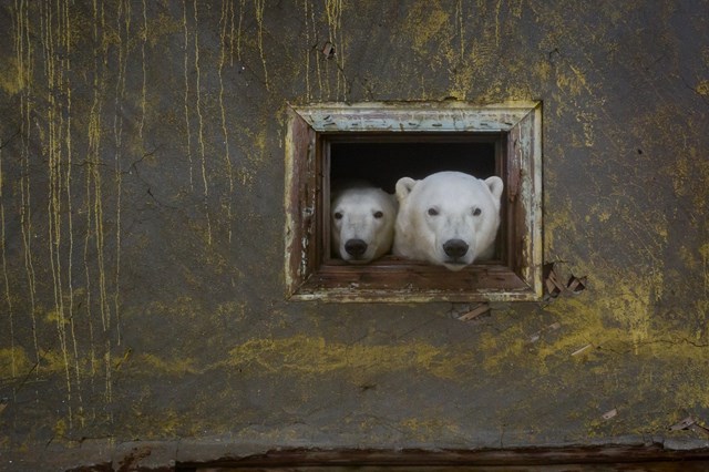 Gấu Bắc Cực cai trị những ngôi nhà bỏ hoang trên hòn đảo Kolyuchin, Nga - Ảnh 6.