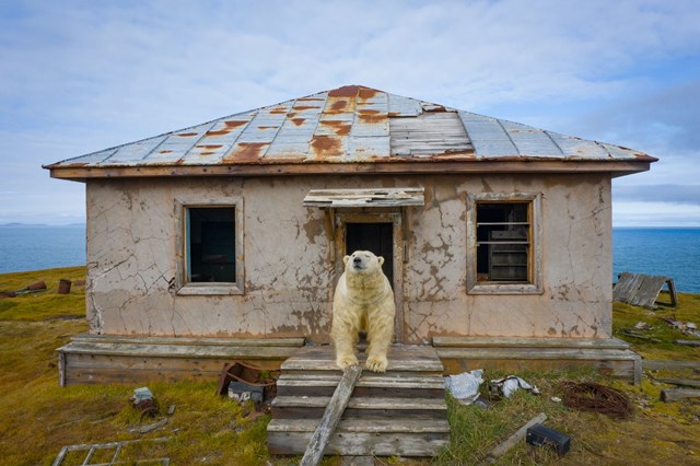 Gấu Bắc Cực cai trị những ngôi nhà bỏ hoang trên hòn đảo Kolyuchin, Nga - Ảnh 8.