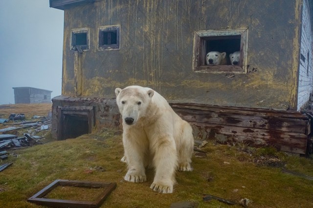 Gấu Bắc Cực cai trị những ngôi nhà bỏ hoang trên hòn đảo Kolyuchin, Nga - Ảnh 9.
