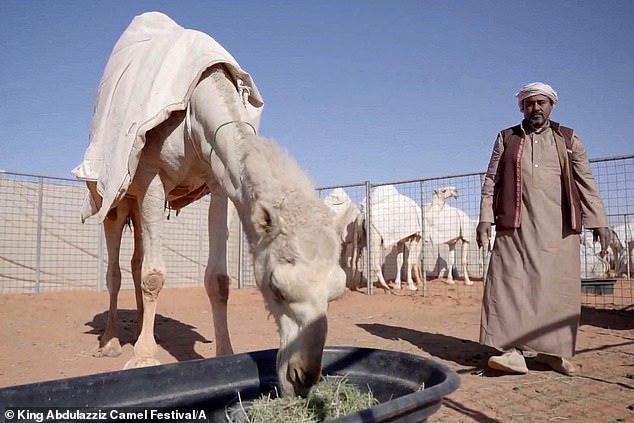 Bên trong spa chăm sóc sắc đẹp cho lạc đà ở Arab Saudi - Ảnh 3.