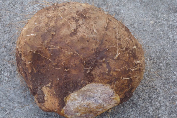 4 người ở Quảng Ninh phải đi cấp cứu sau bữa tối do loại củ giống củ từ - Ảnh 2.