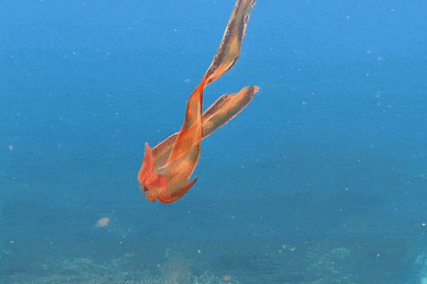 Phát hiện bạch tuộc chăn hiếm thấy ở rạn san hô Great Barrier - Ảnh 2.