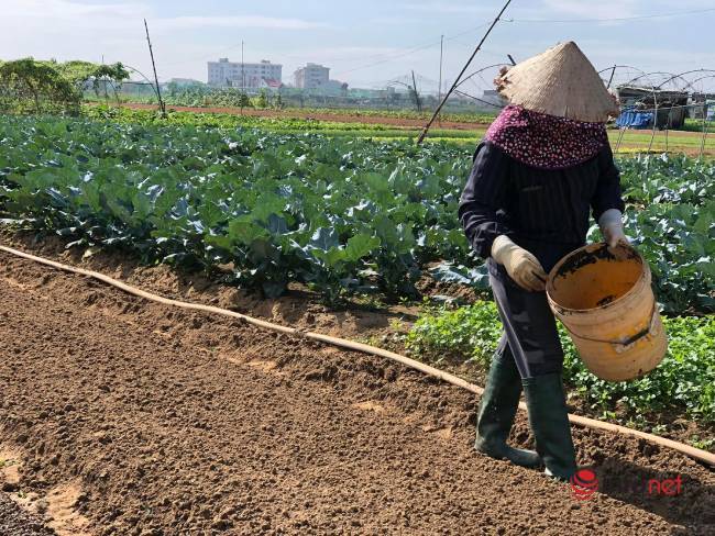 Thất thu cả năm, làng rau sạch lớn nhất Đà Nẵng ngóng vụ Tết - Ảnh 3.