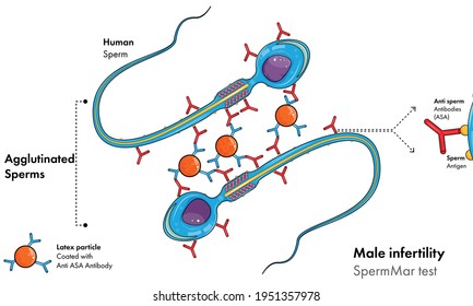 Hạt nano sưởi ấm tinh hoàn có thể giúp nam giới tránh thai trong 7 ngày - Ảnh 8.