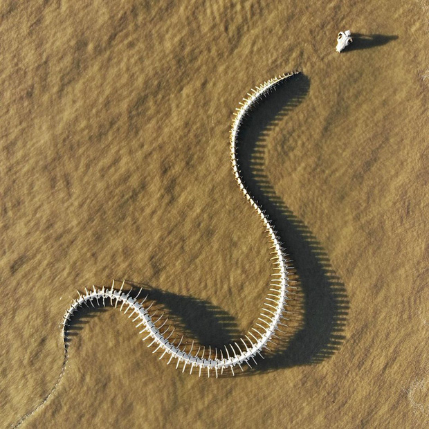 Sởn da gà cảnh rắn biển khổng lồ bò trườn trên mặt nước ở Pháp, biết được sự thật dân mạng ai cũng thốt lên: Tuyệt hảo! - Ảnh 6.