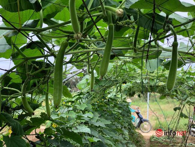 Thất thu cả năm, làng rau sạch lớn nhất Đà Nẵng ngóng vụ Tết - Ảnh 6.