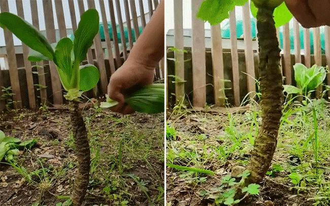 Cây rau cải cổ thụ được dân chơi bonsai thi nhau đòi mua, ngã giá tiền tỷ nhưng chủ nhân vẫn không chịu bán, lý do là gì? - Ảnh 2.