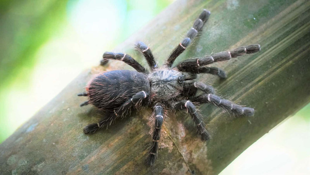 Phát hiện loài nhện khổng lồ Tarantula mới ẩn nấp bên trong thân tre - Ảnh 1.