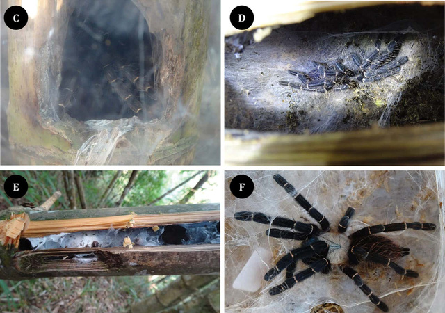 Phát hiện loài nhện khổng lồ Tarantula mới ẩn nấp bên trong thân tre - Ảnh 3.