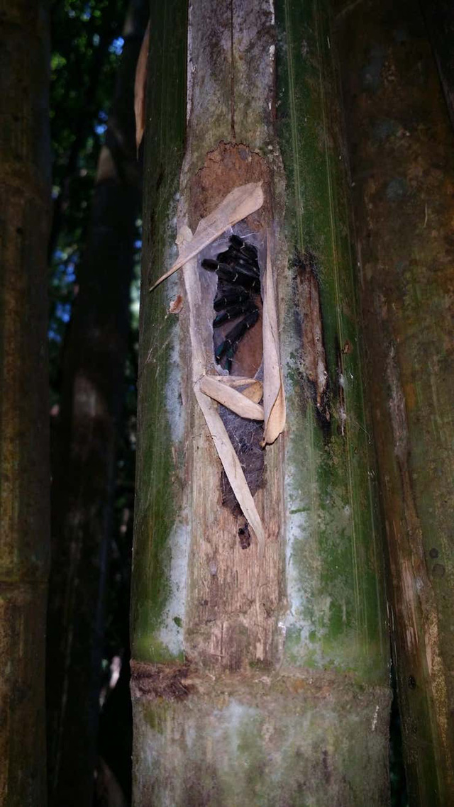 Phát hiện loài nhện khổng lồ Tarantula mới ẩn nấp bên trong thân tre - Ảnh 5.