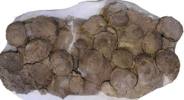 Tổ khủng long 193 triệu năm tuổi chứa trứng với phôi nguyên vẹn vừa được phát hiện ở Argentina - Ảnh 5.