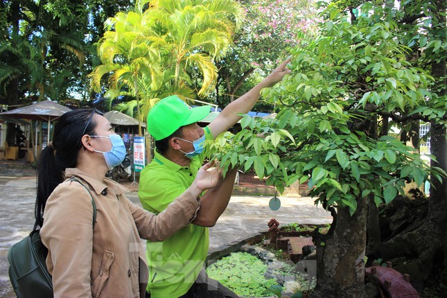 ‘Trang điểm’ cho cây khế 19 thân có 1 không 2 lung linh đón Tết - Ảnh 4.