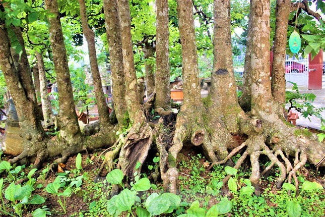 ‘Trang điểm’ cho cây khế 19 thân có 1 không 2 lung linh đón Tết - Ảnh 5.