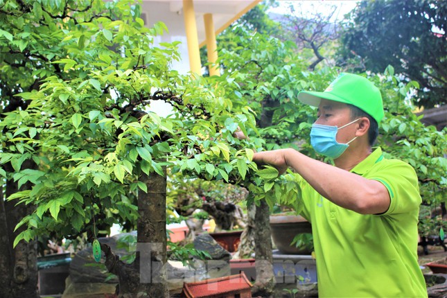 ‘Trang điểm’ cho cây khế 19 thân có 1 không 2 lung linh đón Tết - Ảnh 7.