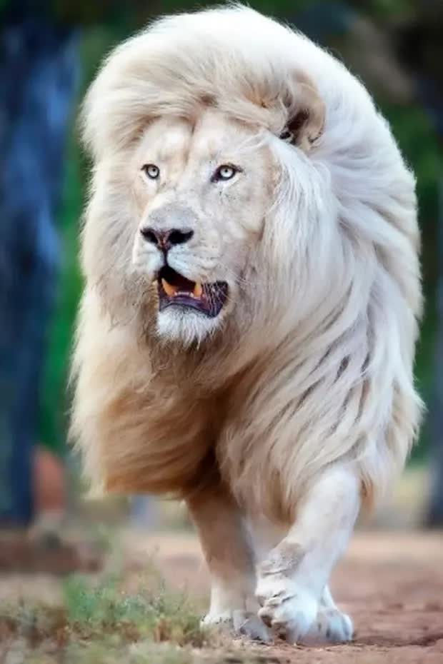 Sư tử trắng hiếm hoi xuất hiện ở Nam Phi - Ảnh 1.