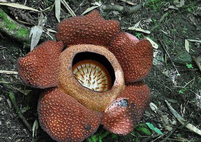 Khám phá thiên nhiên kỳ thú: Rafflesia – loài hoa xác chết khổng lồ - Ảnh 1.