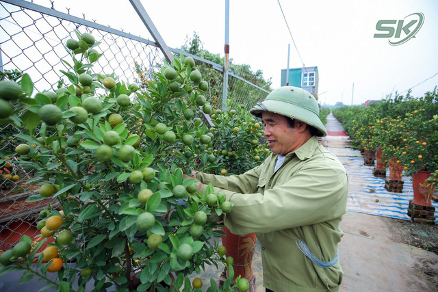 Quất Tứ Liên nhộn nhịp những ngày giáp Tết - Ảnh 3.