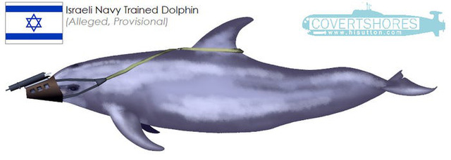 Israel bị tố cho cá heo mang súng, huấn luyện nó làm sát thủ, có cả vật chứng đi kèm  - Ảnh 4.