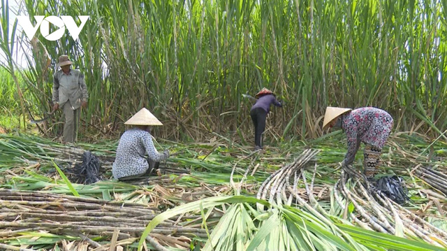  Việt Nam có nguy cơ bị phụ thuộc vào đường nhập khẩu?  - Ảnh 2.