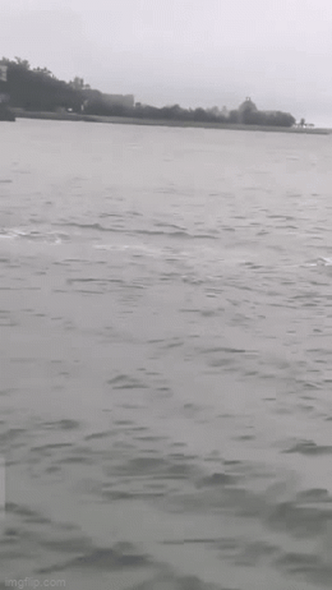Cá heo hồng bất ngờ xuất hiện ở vùng biển Việt Nam, hiếm đến thế nào mà ngư dân thích thú hét to? - Ảnh 2.