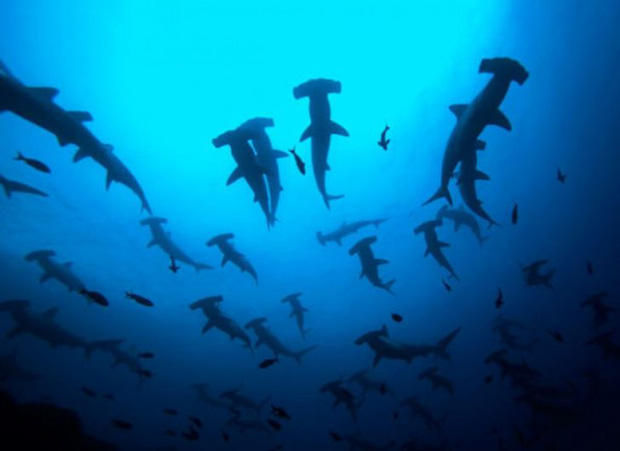 21 hình ảnh sẽ làm hội chứng sợ biển của bạn thêm trầm trọng, nghĩ đến nước sâu thăm thẳm là phát ốm - Ảnh 20.