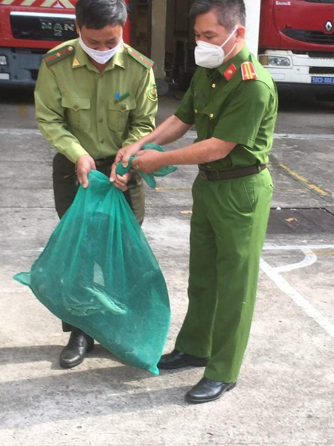 TP.HCM: Tháo dỡ phần ốp trần nhà, chủ nhà tá hoả phát hiện con trăn khủng trốn bên trong - Ảnh 3.