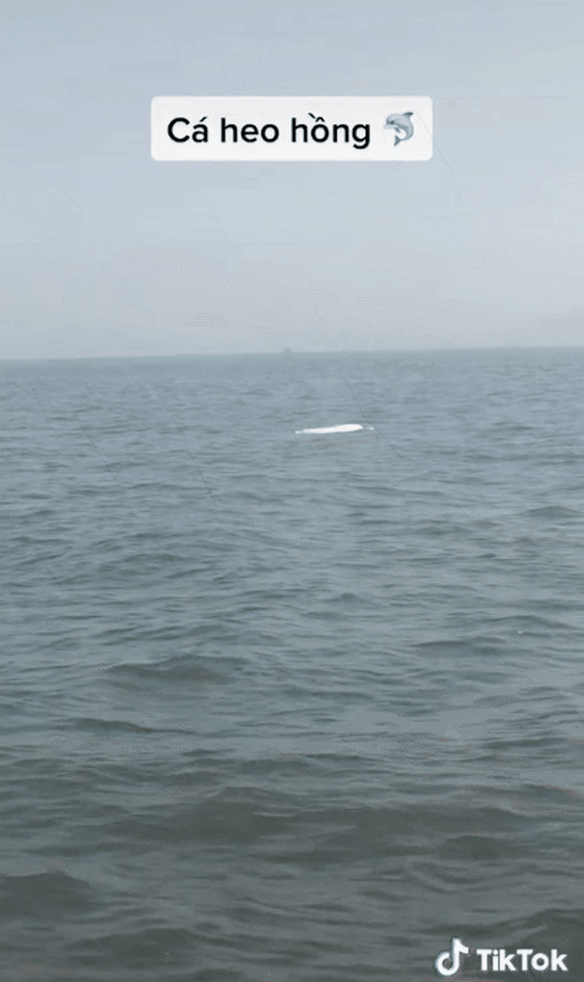 Cá heo hồng bất ngờ xuất hiện ở vùng biển Việt Nam, hiếm đến thế nào mà ngư dân thích thú hét to? - Ảnh 4.