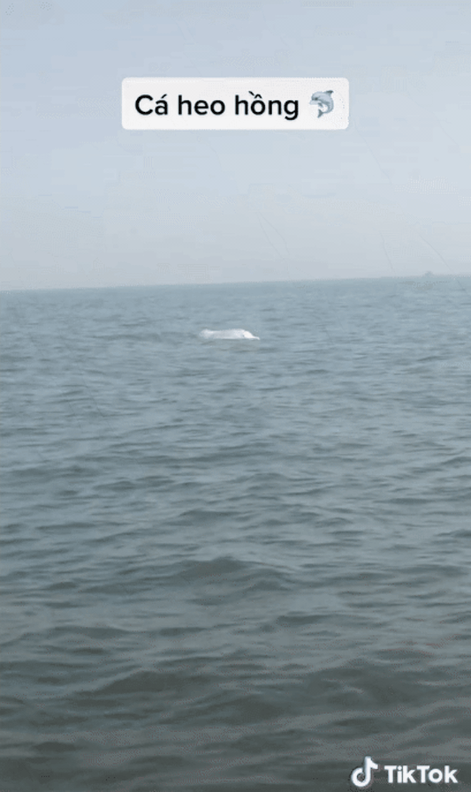 Cá heo hồng bất ngờ xuất hiện ở vùng biển Việt Nam, hiếm đến thế nào mà ngư dân thích thú hét to? - Ảnh 5.