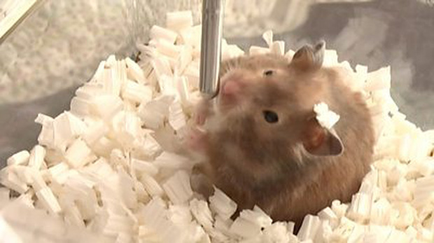 Người Hong Kong tìm cách cứu chuột hamster khỏi lệnh tiêu hủy hàng loạt - Ảnh 5.