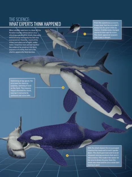 Kỳ án đại dương ở Nam Phi: Xác cá mập chết liên tục dạt vào bờ biển, tất cả đều bị móc mất lá gan - Ảnh 9.