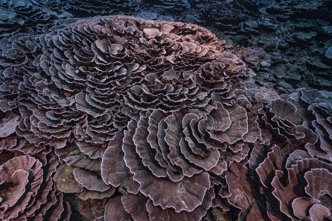 Phát hiện rạn san hô đặc biệt có hình dạng giống hoa hồng - Ảnh 3.